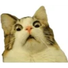 memes gatos 7