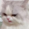 kibe de gatito 9