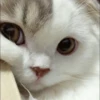kibe de gatito 10