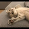 kibe de gatito 11