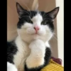 kibe de gatito 12