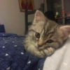 kibe de gatito 13