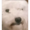 Stan BTS 12