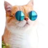 Gatitos 3 Clásica 11
