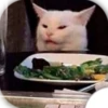 memes gatos 9