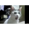 memes gatos 10