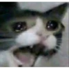 memes gatos 11