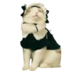 Gatitos 3 Clásica 14
