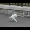 kibe de gatito 15