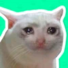 memes gatos 12