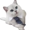 Gatitos 3 Clásica 15