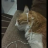 kibe de gatito 16