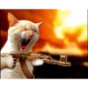 memes gatos 13