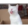 memes gatos 14