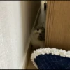 kibe de gatito 18