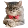 Gatitos 3 Clásica 16