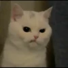 kibe de gatito 19