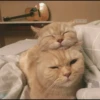 kibe de gatito 20