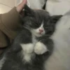 kibe de gatito 21