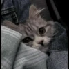 kibe de gatito 23