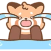 Cute Red Panda 18