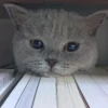kibe de gatito 24