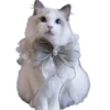 Gatitos 3 Clásica 22
