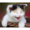 memes gatos 15