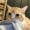 kibe de gatito 26
