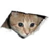 Cats 5