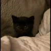 kibe de gatito 27