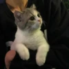 kibe de gatito 28