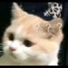 kibe de gatito 29