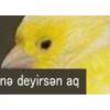 Bune 16