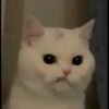kibe de gatito 30
