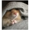 Hamster 🦔😆 5