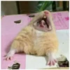 Hamster 🦔😆 6