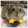 Hamsters  🐹💖 2 C☆ 5