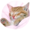 Gatitos 5