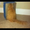 Gatitos 6