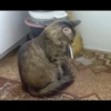 Gatitos 7