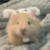 Hamster 🦔😆 7