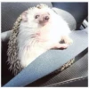 Hamster 🦔😆 8