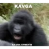 goril babba 6