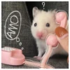 Hamsters  🐹💖 2 C☆ 7