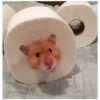 Hamster 🦔😆 9
