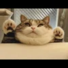 Gatitos 10