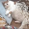 Sad 6