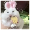 Hamsters  🐹💖 2 C☆ 9