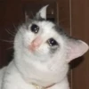Sad 7